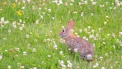 Cute easter rabbit is sitting on a green meadow