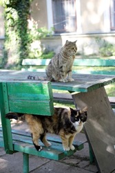 
cats sit in the park on a bench. street cats