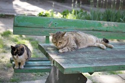 
cats sit in the park on a bench. street cats