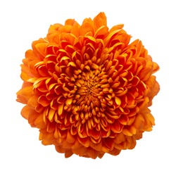 Cempasuchil orange flower on white background. Mexican flower