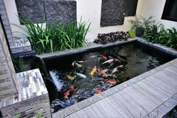 minimalist koi fish pond from top view, suitable for the backyard of the house