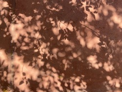 Shadow of tree leaves on mud grunge texture wall. Nature lights, minimal concept,
