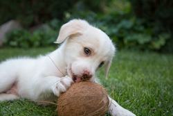 cute white little puppy lies on green grass. Plays with coconut, nibbles it. Childhood of animals
