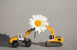 big white chamomile flower between two orange toy construction vehicles - excavator. business - congratulations, day of the builder. construction business. Flower as a symbol of the sun and success