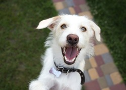 funny close-up portrait of muzzle of white happy cheerful active healthy young dog. The dog smiles, bouncing up. Faithful friend of man, favorite pet. Walking activities