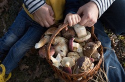 man's and a child's hands are holding a wicker straw basket filled with freshly picked forest mushrooms. Dad and son on an interesting walk picking mushrooms. Family hobby. Selective focus