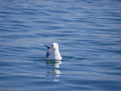 A large white gull swims on the sea in the bay on a sunny spring day. Seabirds searching for food near the shoreline.