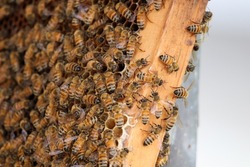 Honey-Bee Hive with bees at work