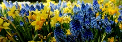 Daffodils and grape hyacinths are always a good combination. It's spring. Yellow narcissus. Blue muscari.