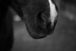 Close up of the nose of a black horse with a white spot. black and white photo.