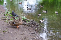 Duck with ducklings. Doves. Birds in the pond.