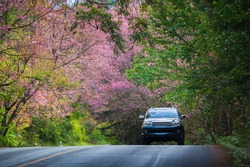 Cherry blossom road in Ang Khang  ChiangMai, Thailand