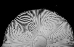 Natural black and white background part of the  mushroom