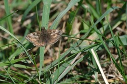 Close up of a tiny brown butterfly on a blade of grass, dingy skipper moth in the wild