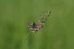 Close up of a grizzled skipper butterfly on a plant in nature, tiny brown butterfly with white spots, sparkly open wings