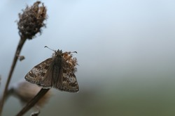 Small brown butterfly on a dry plant in nature close up of a dingy skipper in the wild