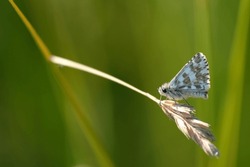Brown and white skipper butterfly, grizzled skipper close up in nature, green natural background