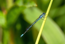 A male azure damselfly (Coenagrion puella) sitting on a reed.  Like dragonflies, damselflies are of the order Odonata. Damselflies are of the sub-order Zygoptera. Damselfly seen in Kent, UK.