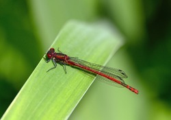 A male large red damselfly (Pyrrhosoma nymphula) sitting on a reed.  Like dragonflies, damselflies are of the order Odonata. Damselflies are of the sub-order Zygoptera. Damselfly seen in Kent, UK.