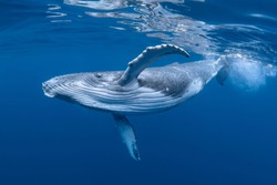 A Baby Humpback Whale Plays Near the Surface in Blue Water