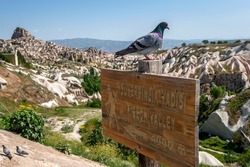 A pigeon sits on a sign post above Pigeon Valley at Uchisar in the Cappadocia region of Turkey on a spring day.
