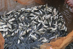 Fish seed ready for sale carp fish fingerling seed for pisciculture farmer buying carp fish babies for fish farming hd