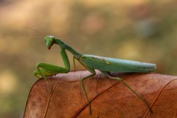 Close up Photo of a praying mantis (Mantis religiosa) giant African mantis or bush mantis in nice blur background insect wallpaper