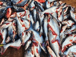 large stock of freshly harvested pangasius fish freshwater blueline shark catfish culture in Biofloc tank