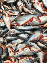 large stock of freshly harvested pangasius fish freshwater blueline shark catfish culture in Biofloc tank