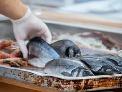 Man hand with gloves put fish that preserved on ice for freshness at restaurant in street market at Montenegro. Seafood market. Soft focus. Mediterranean seafood. Fresh organic sea bream or dorada.