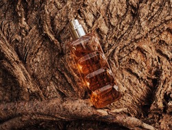 Woody fragrance. Perfume spray bottle on wooden tree bark as background. Transparent glass cologne aroma template. Woody notes of perfume. Luxury product package closeup. Minimal nature spa concept