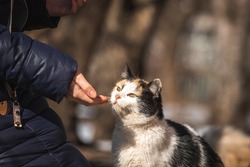 Stray cat mother taking food from hand close-up view