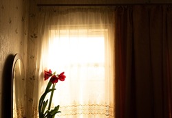 Vintage and retro window with red flowers. Grunge and old building with white curtains in warm light. Reference concept background