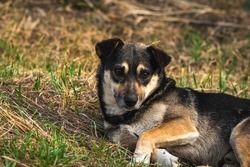 Unhappy stray dog with sad eyes lying on grass photo