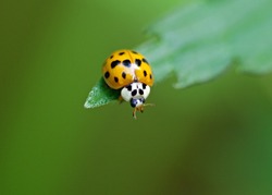 Asian ladybug sits on a green leaf