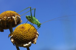 green grasshopper (climbing locust) with long antennas sits on dried up flower
