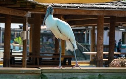 Wood Stork looking for food at gator farm in Orlando Florida.