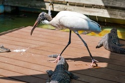 Wood Stork looking for food at gator farm in Orlando Florida.