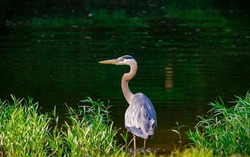 Great Blue Heron standing in the tall grass at Rowell Park in Georgia.