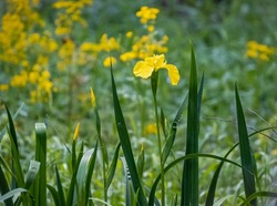 Yellow Iris bloom on a nature path in Roswell Georgia.