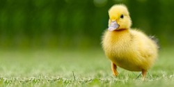 Small newborn ducklings walking on backyard on green grass. Yellow cute duckling running on meadow field in sunny day. Banner or panoramic shot with duck chick on grass.