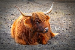 Highlands Cow. Beautiful, long furred or haired, ginger coloured Scottish Highland cattle on the hill. Scottish Highland Cow