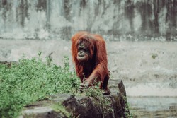 Orangutan or mawas (Pongo) is a type of great ape with long arms and reddish or brown hair, which lives in the tropical forests of Indonesia, especially on the islands of Borneo and Sumatra