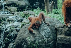 Orangutan baby in the zoo. Orangutan or mawas (Pongo) is a type of great ape with long arms and reddish or brown hair, which lives in the tropical forests of Indonesia.