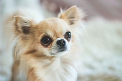 A long haired chihuahua (cream, fawn, gold colored coat) with tear stains (Epiphora), leaving it dark around the eyes. Typical eye problem for this breed.