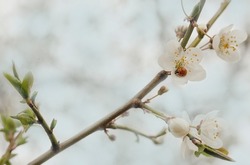 Spring morning, flowering trees, ladybug on a flower.