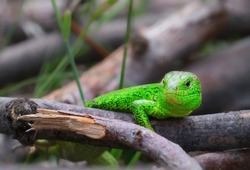 Green lizard on branch, green lizard sunbathing on branch, green lizard climb on wood, Jubata lizard.