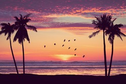 Silhouette palm tree at tropical beach with birds flying on sunset sky abstract background. Nature environment and travel freedom concept. Vintage tone filter effect color style.