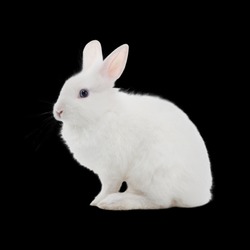 White rabbit on black background.