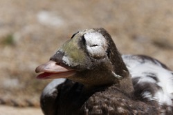 close up of spectacled eider